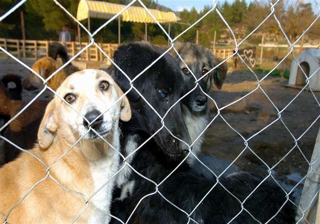 Stray dogs tracked electronically, says Istanbul municipality