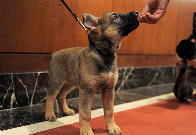 Dog saves French woman from suicide attempt