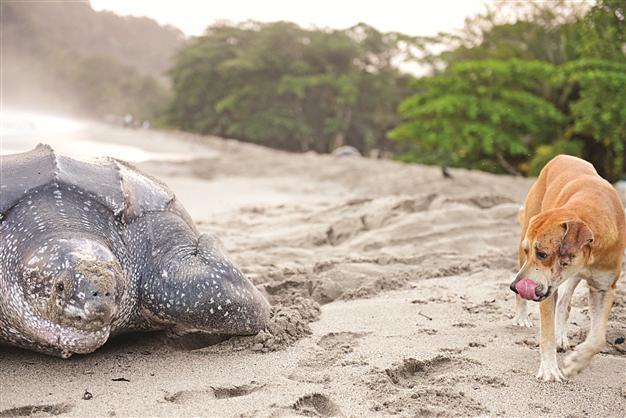 Giant sea turtles come back to coasts for eggs