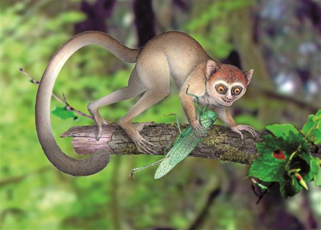 Distant cousin: Tiny hyperactive primate