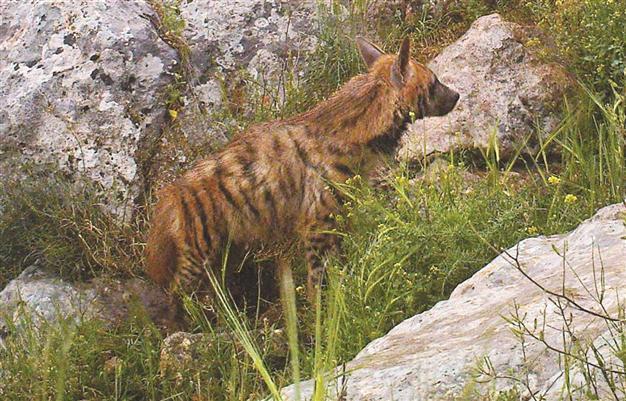 Rare hyena species sighted in Şırnak