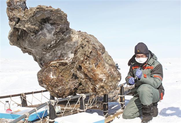 Rare mammoth carcass with liquid blood found