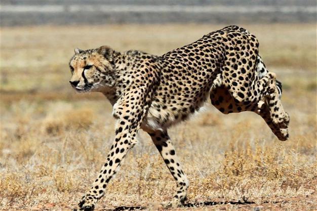 Botswana president injured in cheetah attack