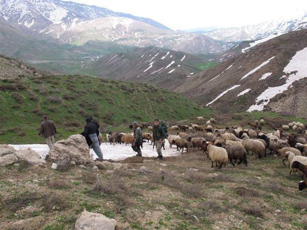 Iranian suspects detained in air-backed operation against animal smugglers