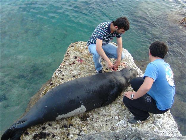Seal killed with hunting rifle