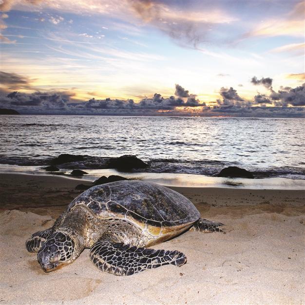 Beloved loggerhead sea turtles happy to promote hometown