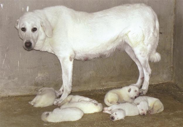 People waiting to adopt loyal puppies