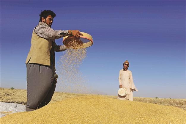 Asia to turn to Black Sea wheat after years