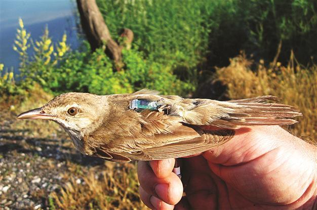 Academics to observe birds in Kızılırmak