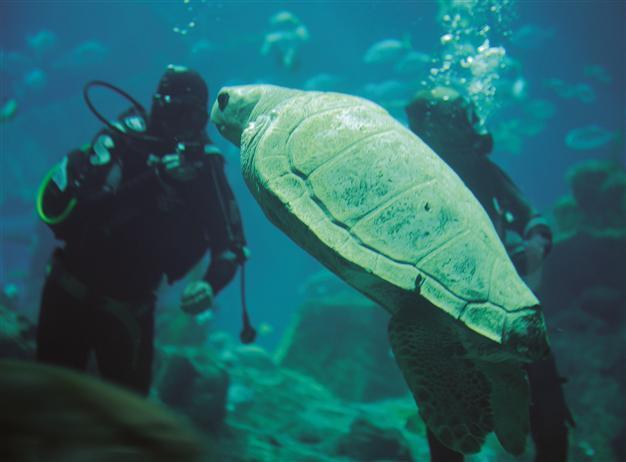 Disabled caretta now at home