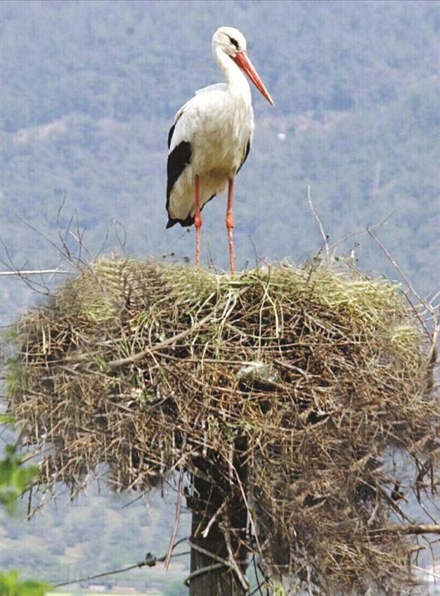 Efforts underway to prevent stork deaths