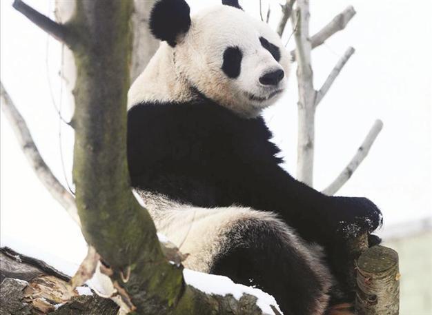 Female British panda given helping hand