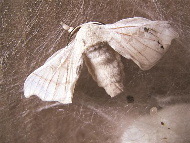 Silkworms in the dining room