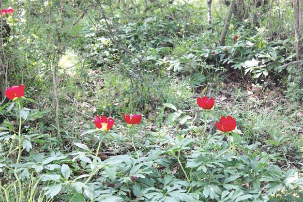 Flower symbol of Expo 2016 subject of debate