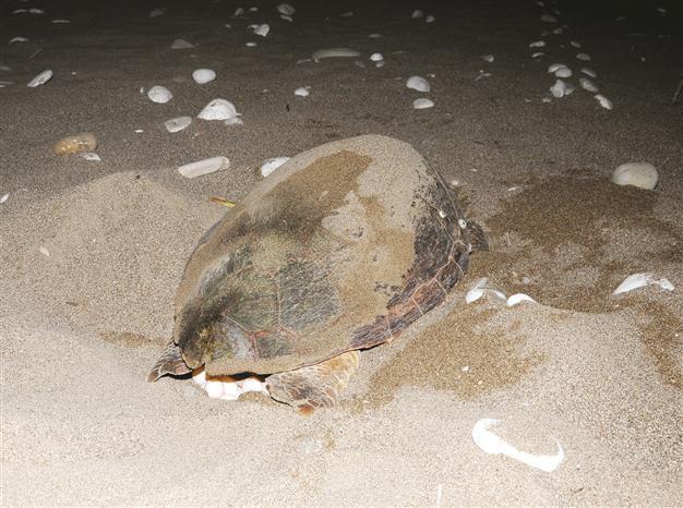 Caretta carettas laying eggs on southern Turkish beaches
