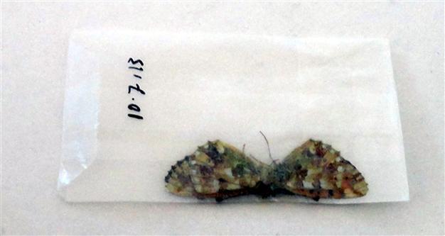 Italian couple faces 33,000-Turkish Lira fine for catching endemic butterflies