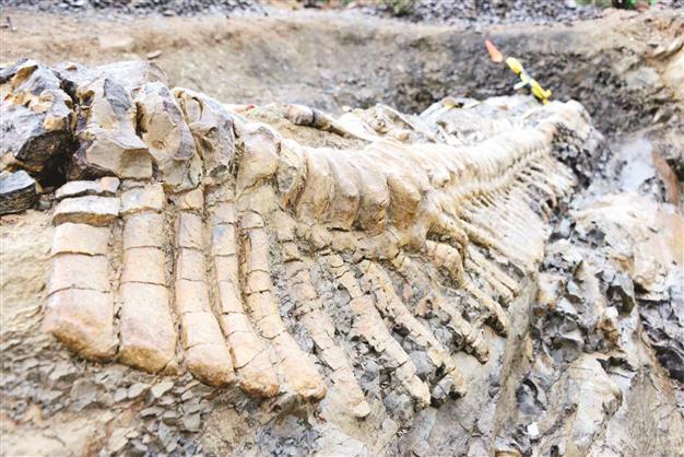 Archaeologists discover dinosaur tail in Northern part of Mexico