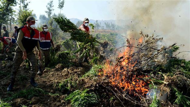 250 million Turkish Liras worth of cannabis destroyed in drugs operation