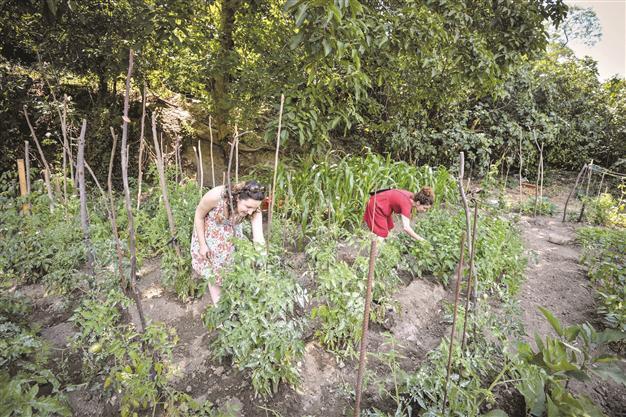 Residents of Kuzguncuk act to save their gardens