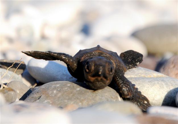 Special ambulance to the rescue of caretta carettas in distress on Turkey’s busy southern coast