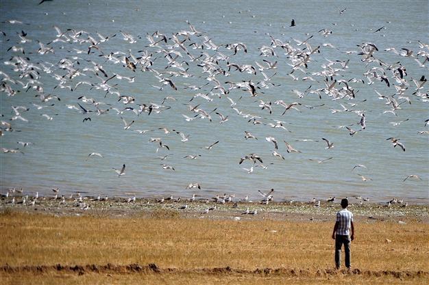 Ministry opens migratory birds’ haven to hunting, National Parks Directorate has last word