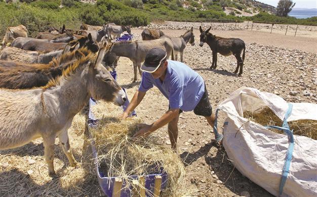 Association and sector group ready to battle over donkeys on Aegean island