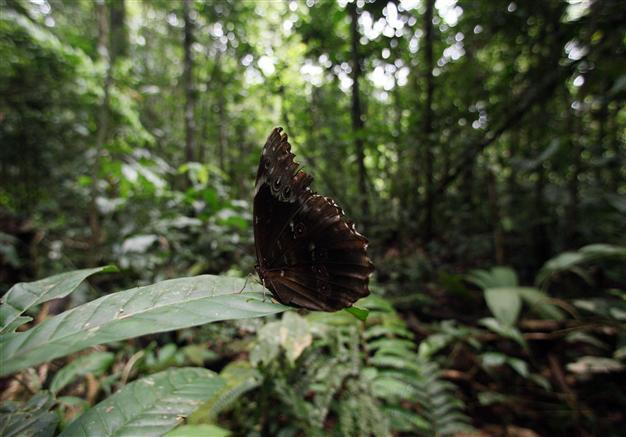 To protect Amazon, Colombia enlarges nature reserve