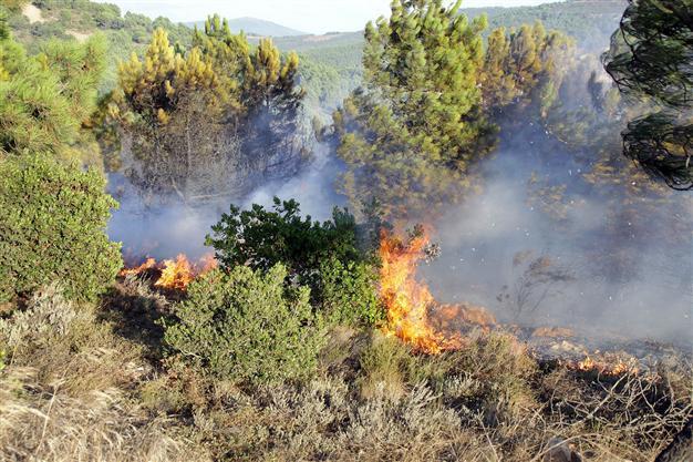 Fire breaks out in forested area in Istanbul