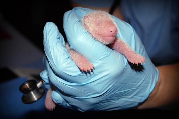 Panda cub described as healthy and vibrant