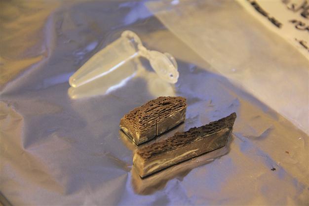 Ancient DNA shows story of the horse
