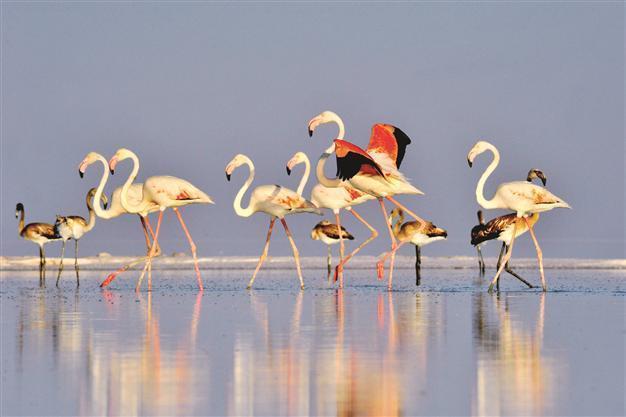 Flamingos prepare to take flight on southward journey