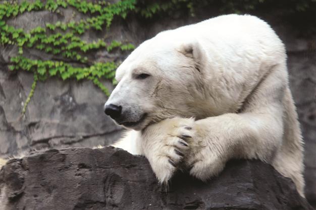 Central Park Zoo’s beloved bear dies