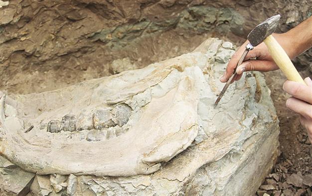 Hyena skull from millions of years ago unearthed in Turkeys Çankırı