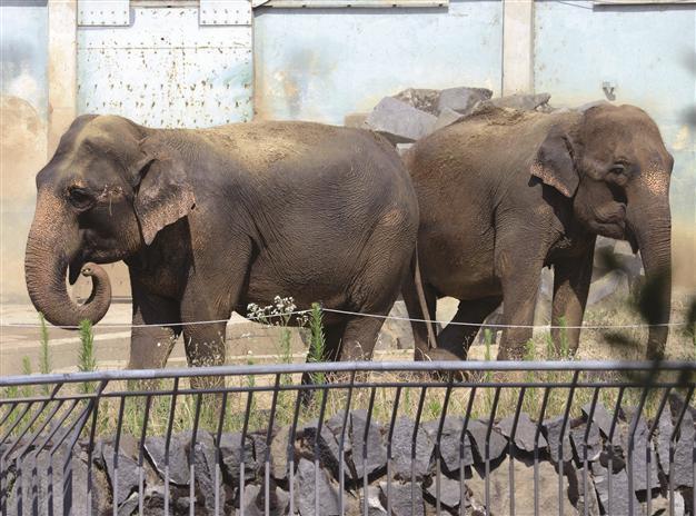 French elephants spared death head to royal home