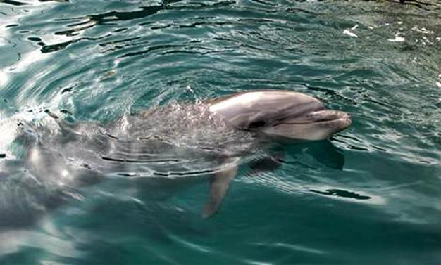 Dolphin in captivity dies from cancer aggravated by stress in Turkey, rights group claims