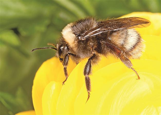 Return of bumblebee stirs scientific buzz