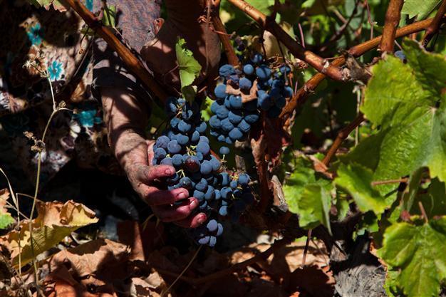 Girl power gripping the grape