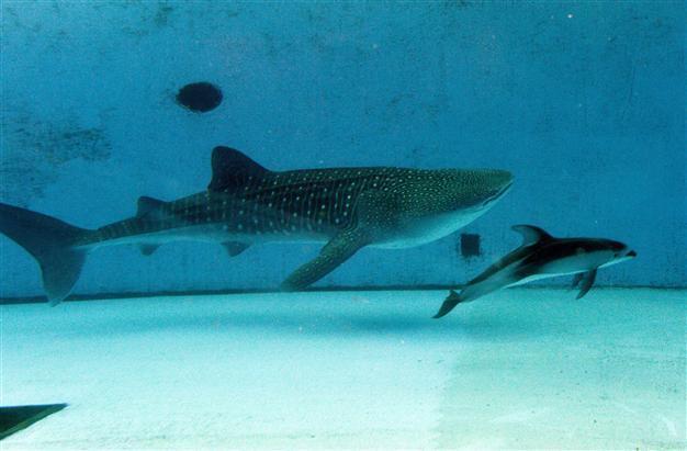 Overfishing of sharks endangers reefs: Australian study
