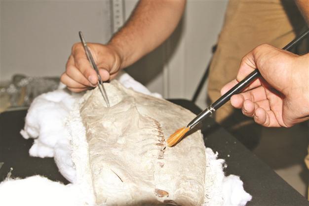 Fossils maintained for museum display