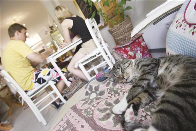 Cat cafe is ‘purrfect’ spot for Paris animal fans