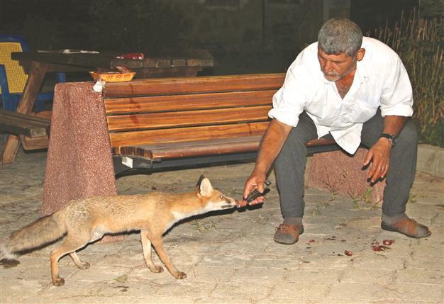 Guard in cemetery good friend with fox in Aegean province
