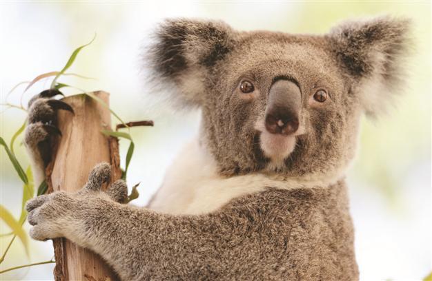 Koalas in danger as temperatures soar