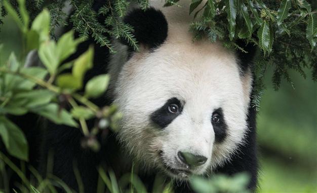 Britains panda may be pregnant, says zoo