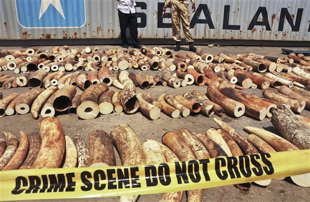 Kenya seizes 4 tonnes of ivory as elephant slaughter surges