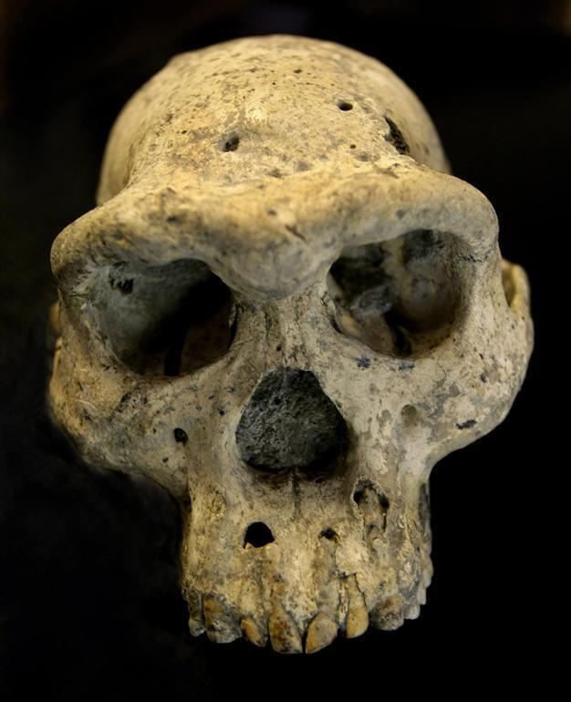 Skull discovery suggests early man was single species