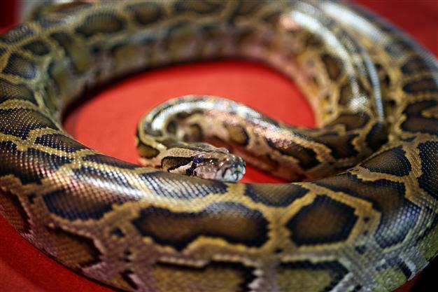 2 boys killed after python escapes store in Canada
