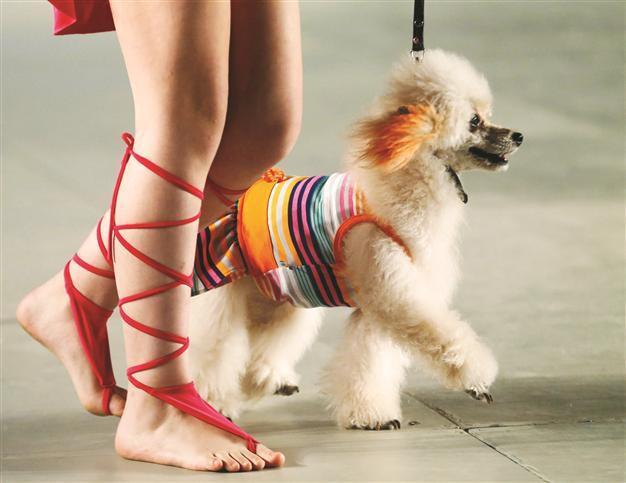 It’s a dog’s high life: French design for pets