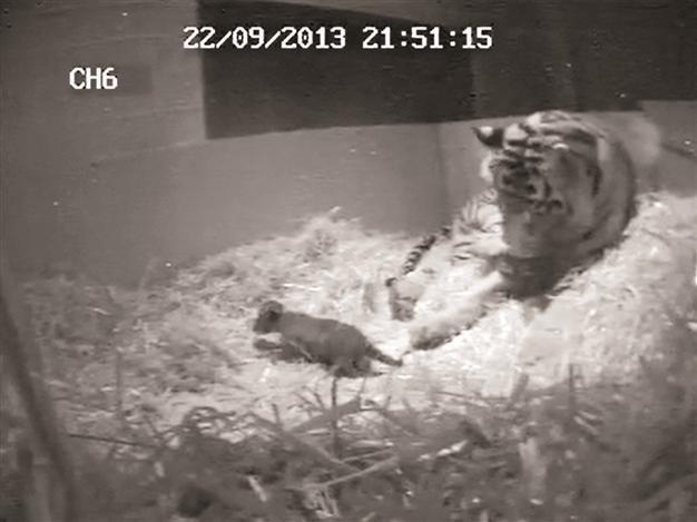 Newborn Sumatran tiger cub found dead in London