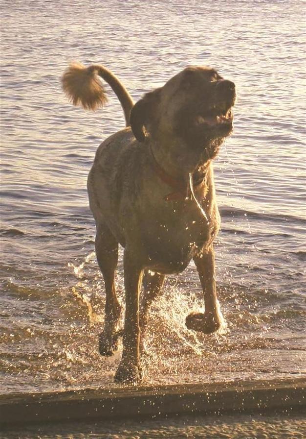 Dogs get cues from tails of other dogs