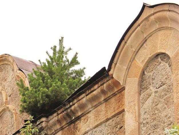 Pine tree grows on neglected church rooftop